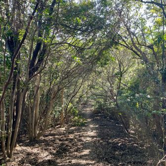 全般的に急登がない広くて歩きやすい登山道です🎶