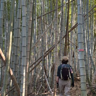 島の山って竹林が多めな気がする⭕️