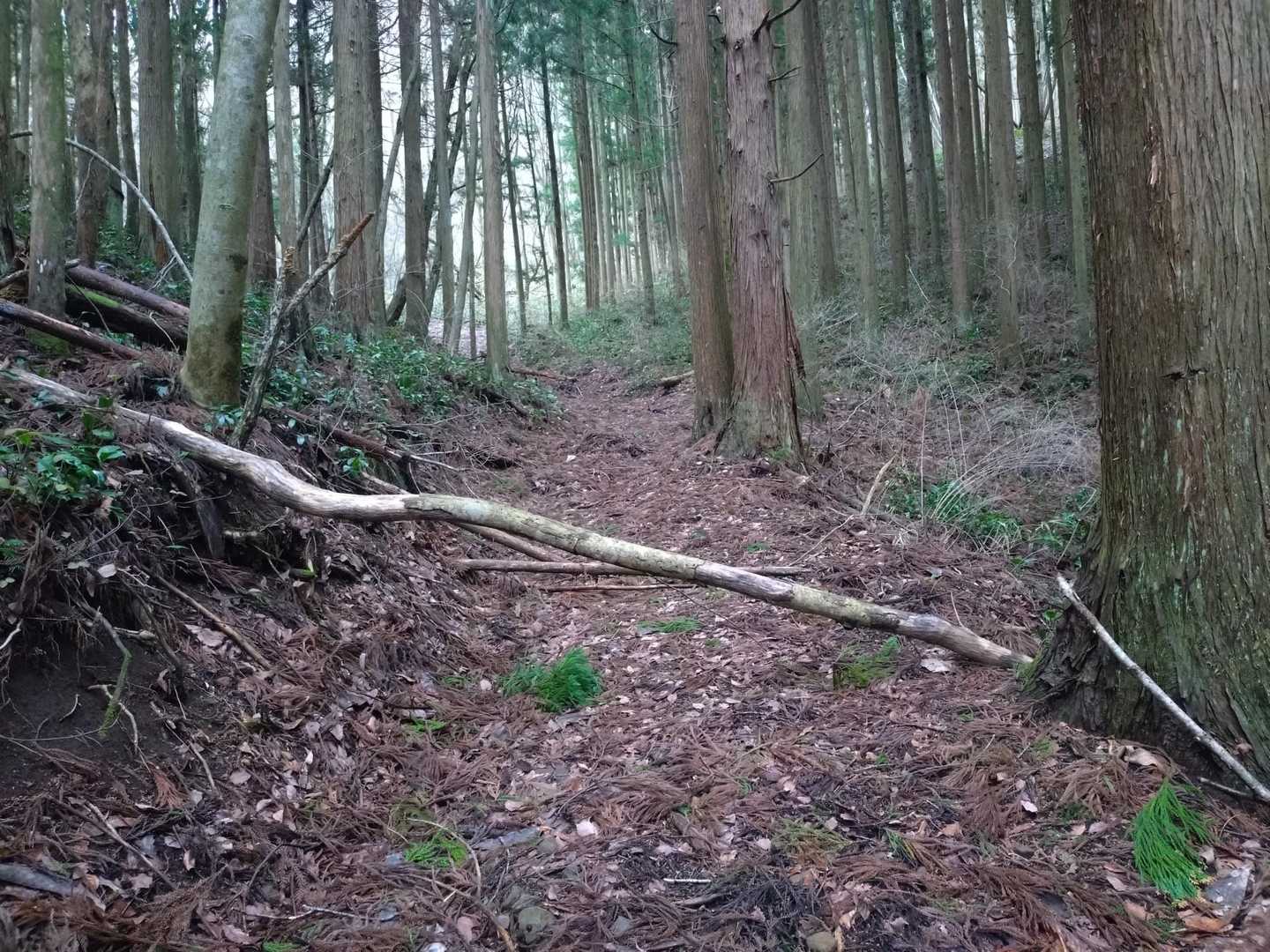 倒木多しです。