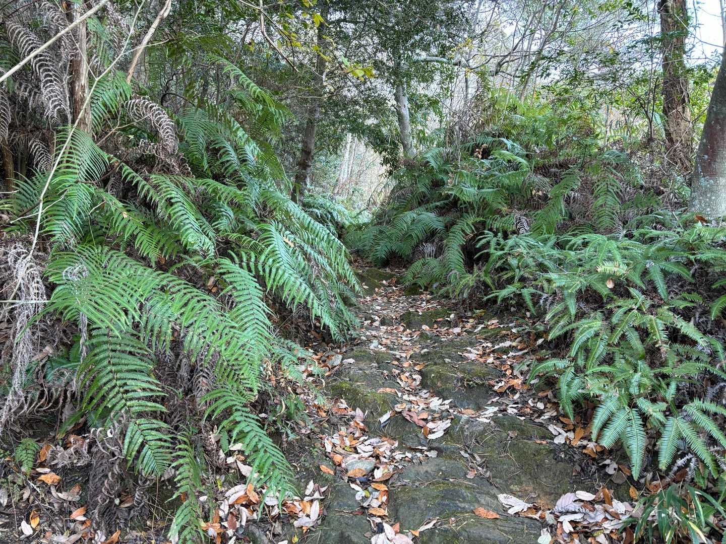 北アルプスでは見かけないシダ植物。低山の良さですね。