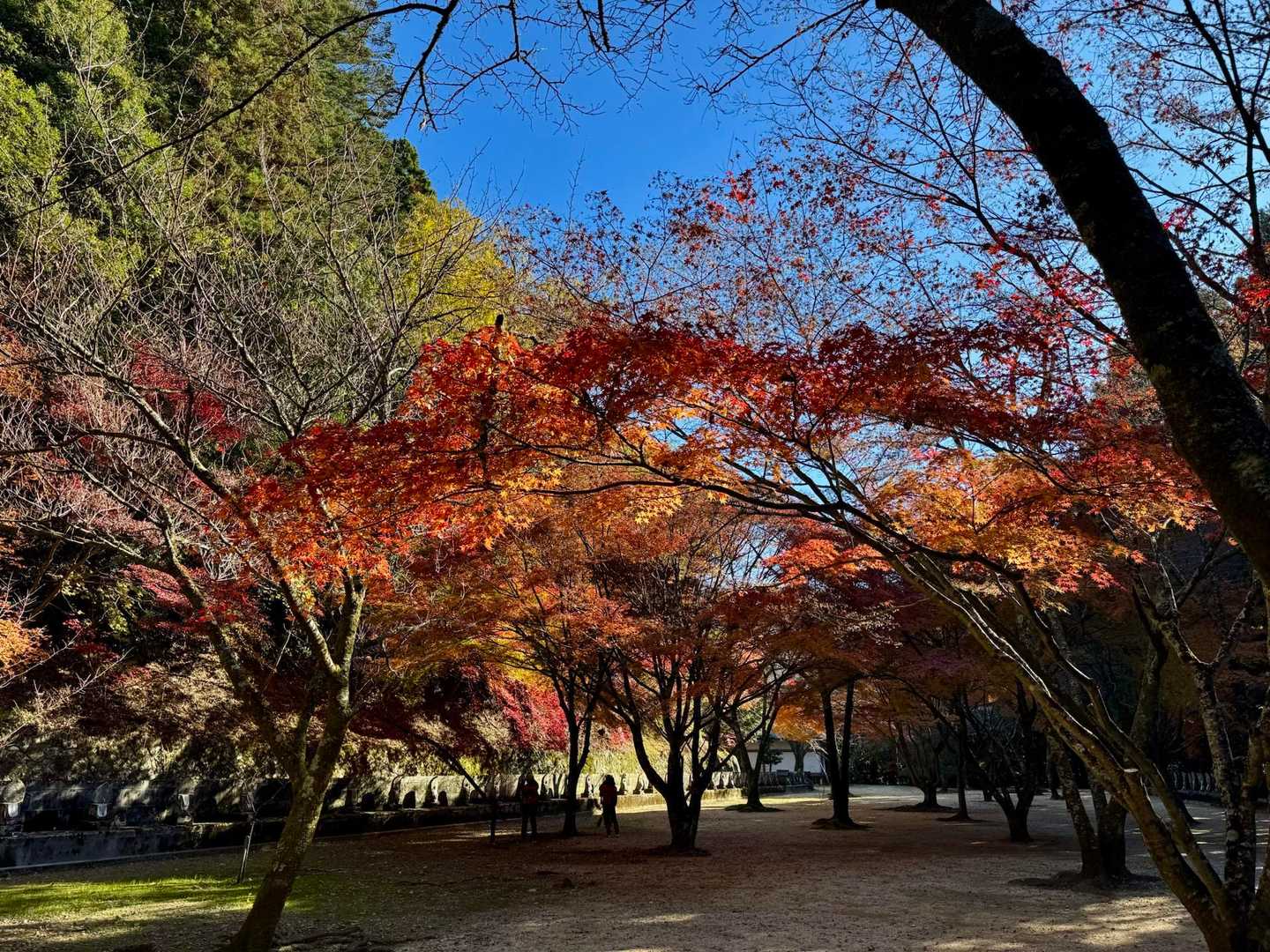 登山口駅-箸蔵寺-箸蔵寺駅 往復コースの写真
