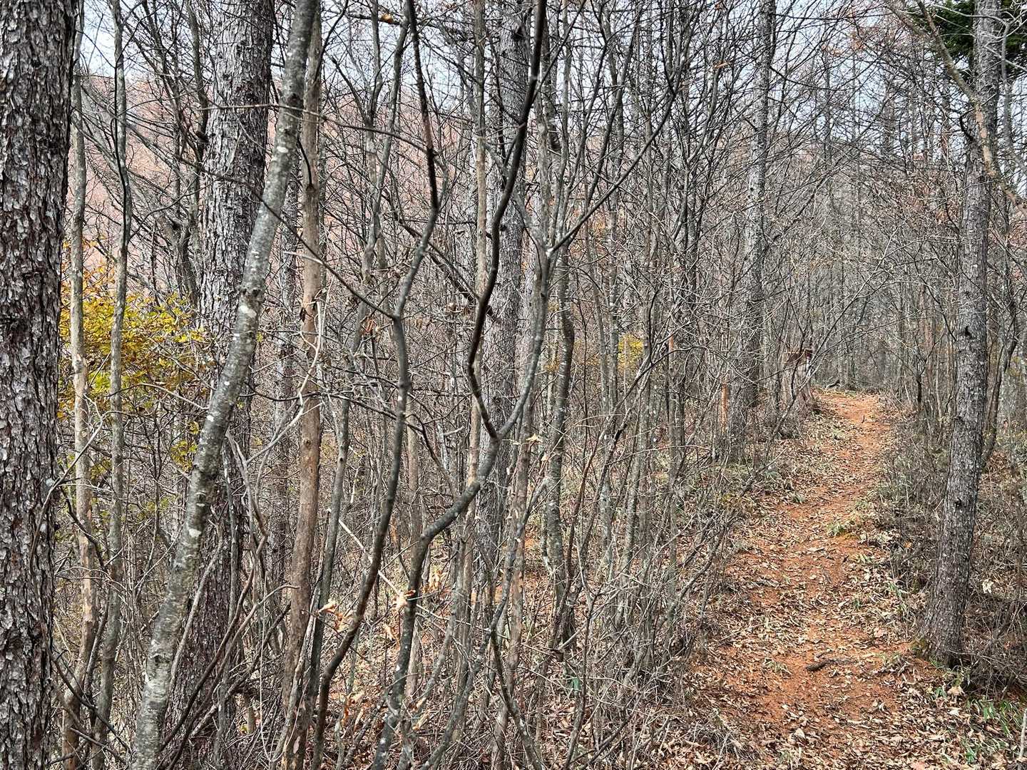 傘山登山道入口-傘山 往復コースの写真