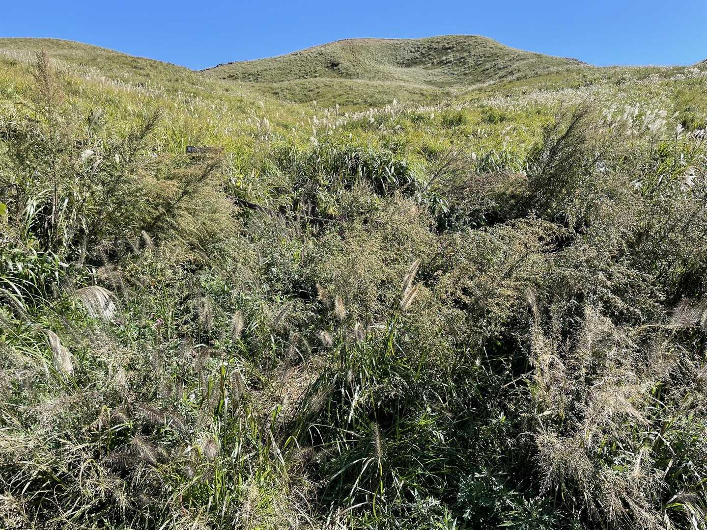 奥義「ケツの呼吸」を唱えながら、周防台⛰への分岐を📷撮る😵‍💫

僕もこの持病とは長い付き合いですからね✋
だいたい解りますよ👍

周防台⛰までは行ける✊
でも、天狗岩🪨まではもたない😭

桶ヶ辻の手前でしかぶり💩確定です😵‍💫