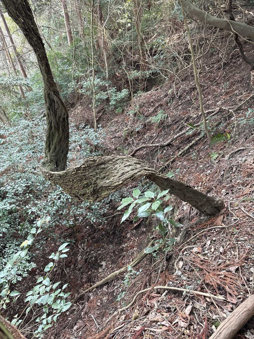 ペラペラの木　