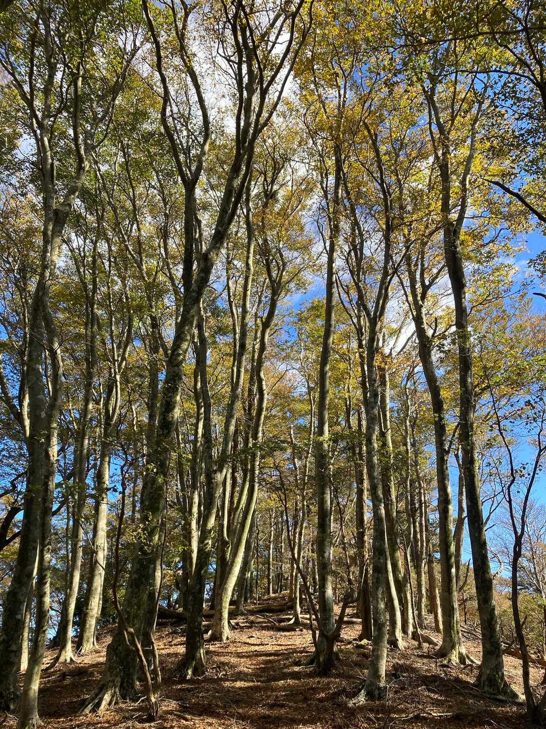 苔庭を通過して広い尾根のブナ林から