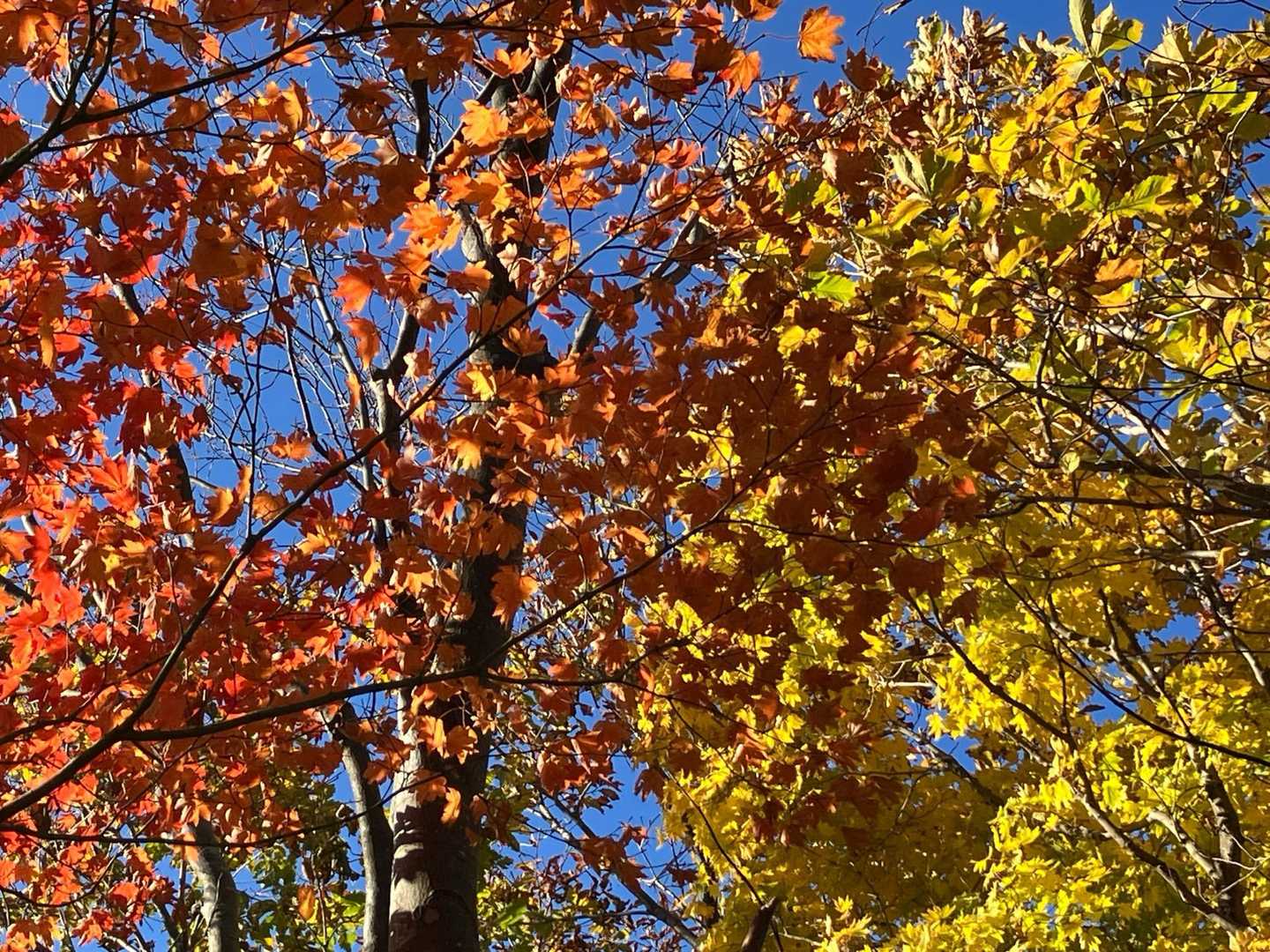 🍁🍂