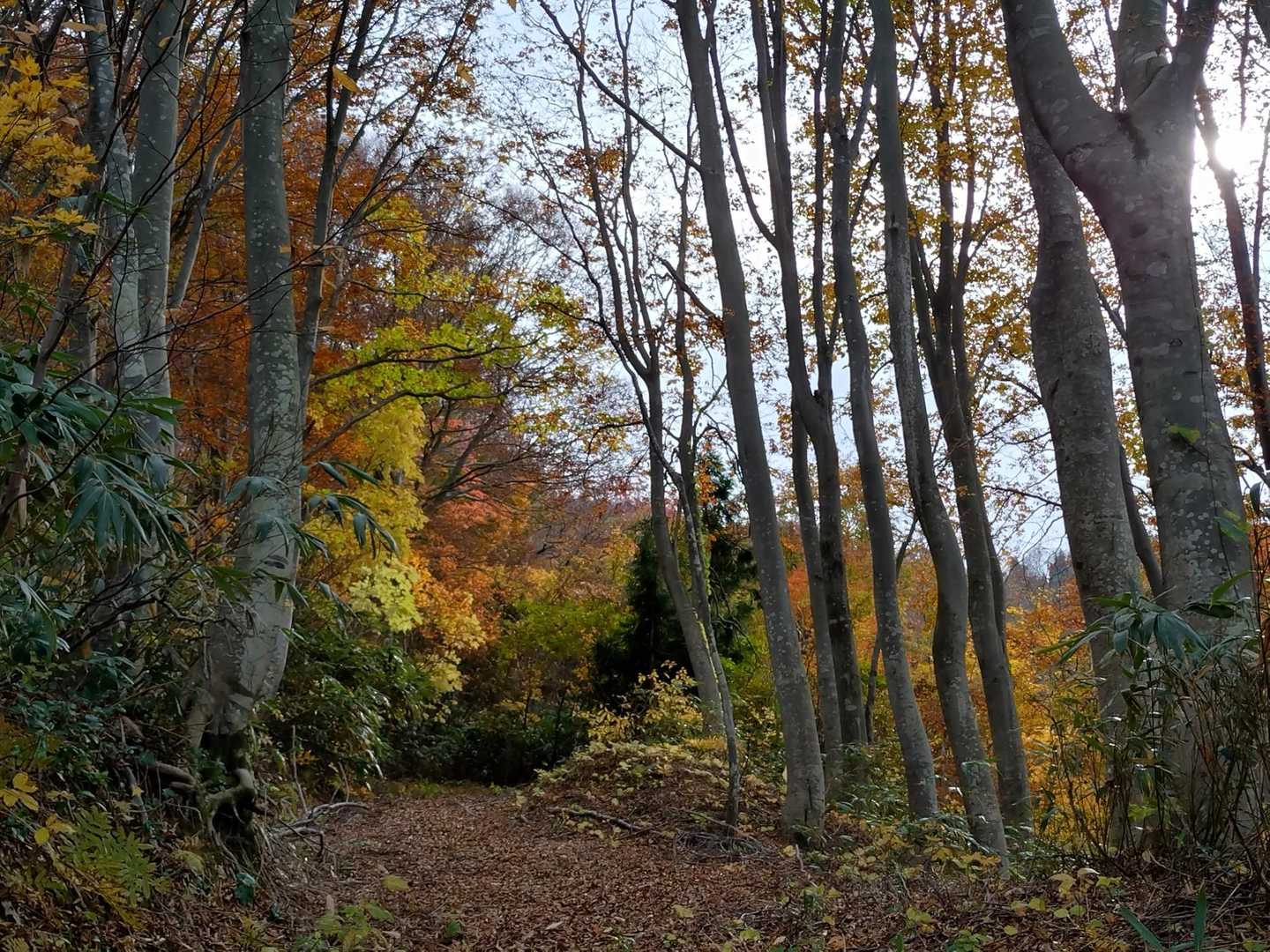刈羽黒姫山（白倉登山口）の写真
