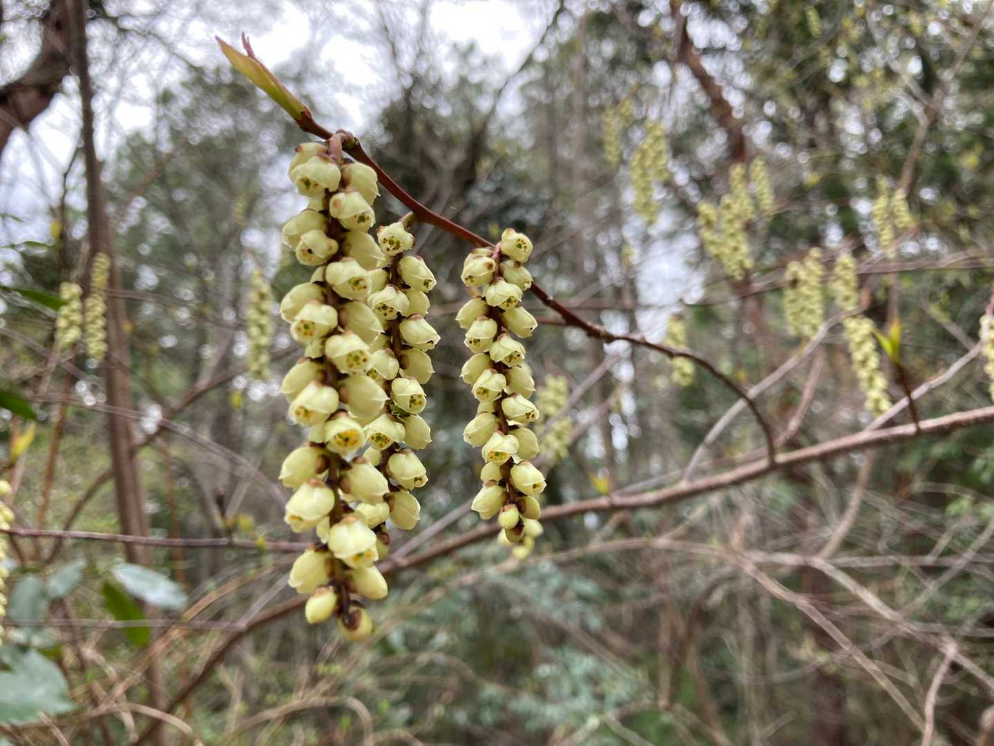 このお花は⁉️アセビかな⁉️
