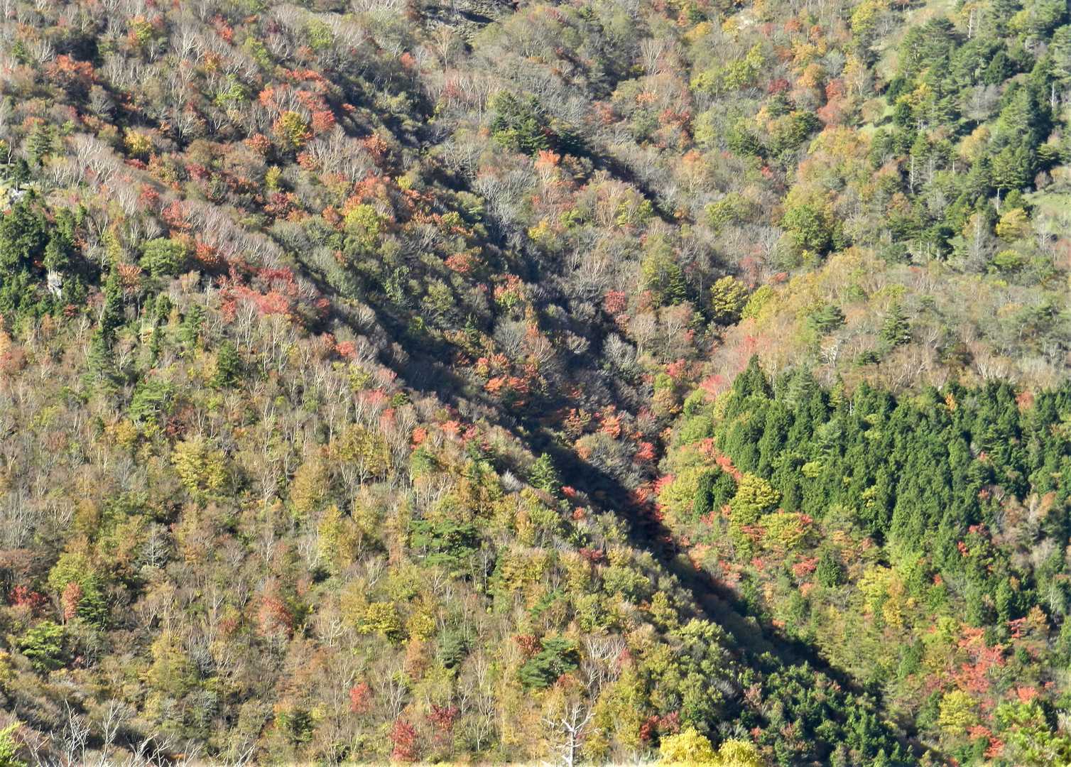 丸笹山-赤帽子山 周回コースの写真