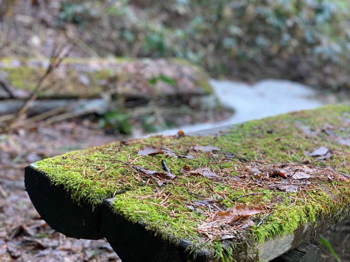 木のベンチには苔がいっぱい🟢