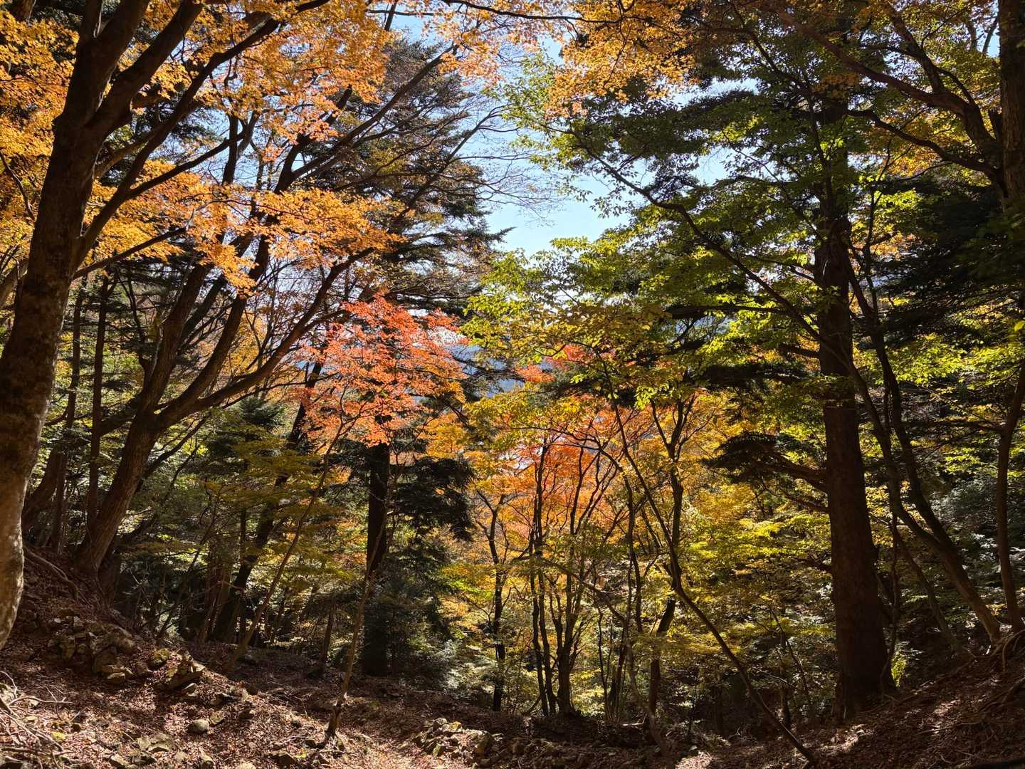 紅葉の中を歩く🍁🍂