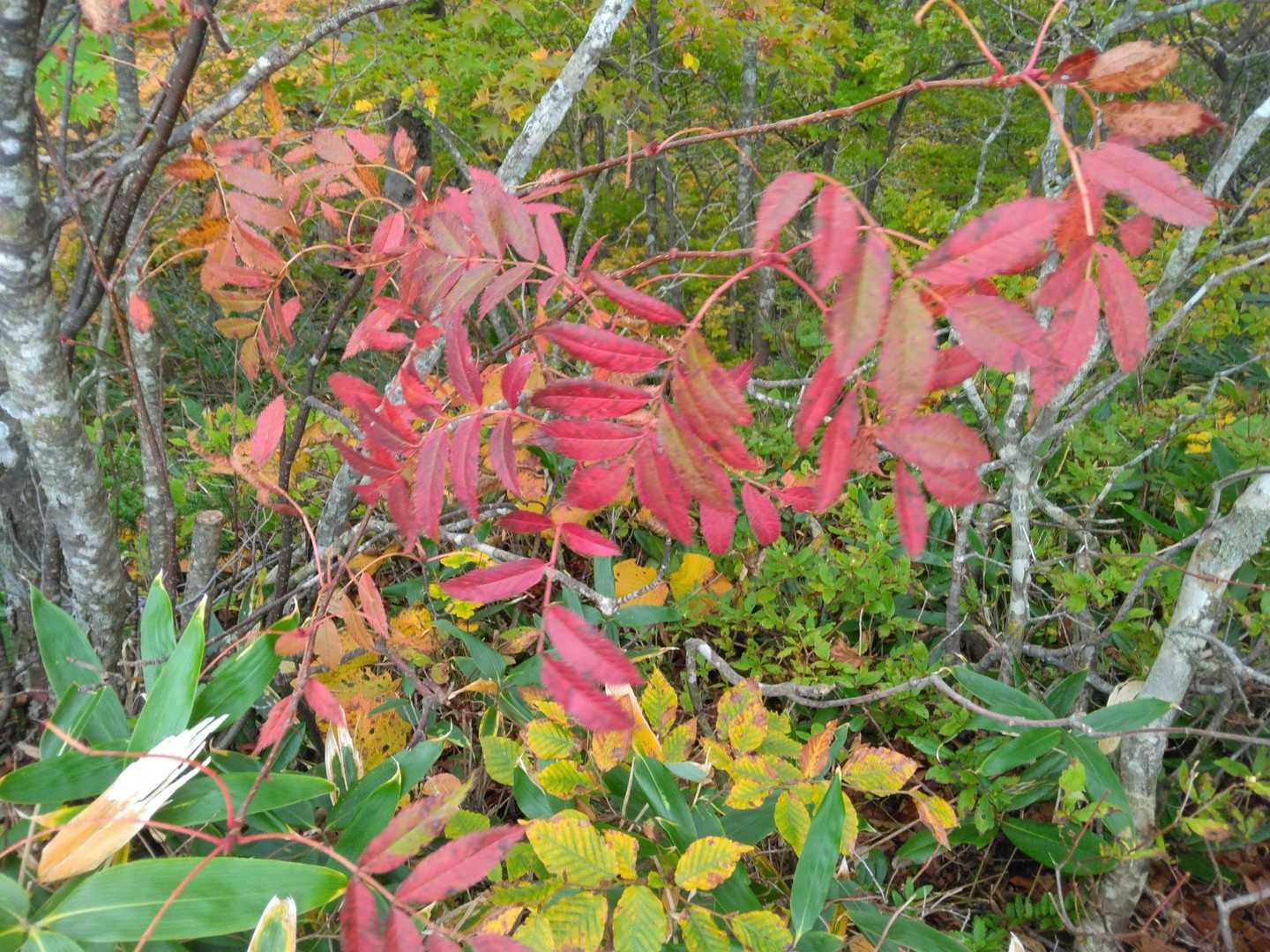 ナナカマド🍁
