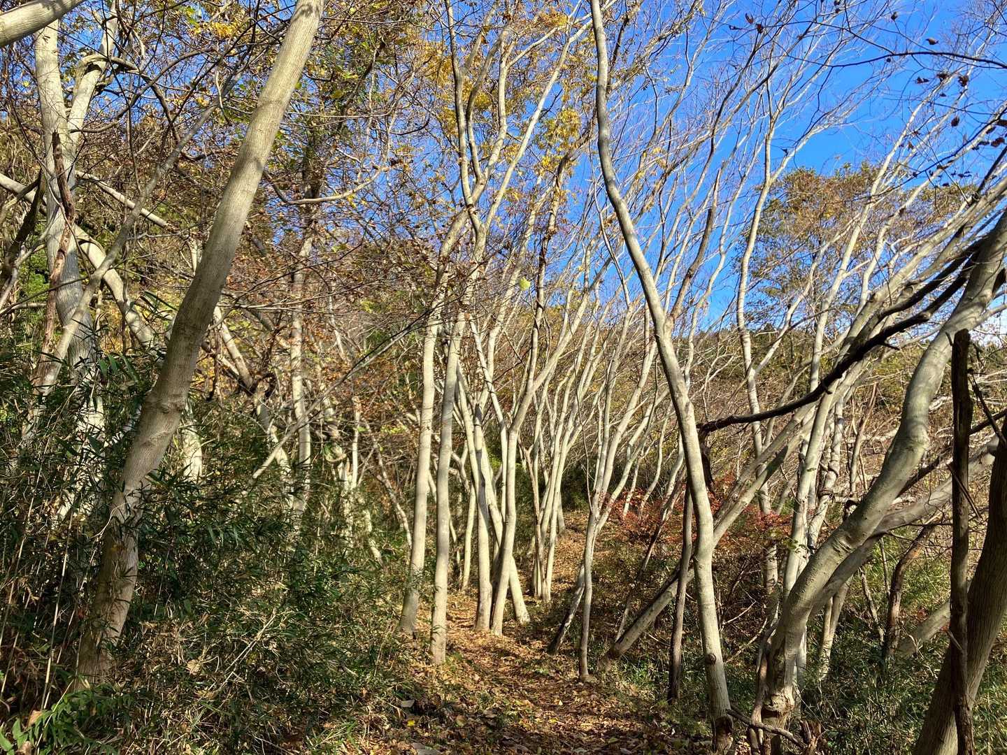 ほどなく気持ちの良い道になります