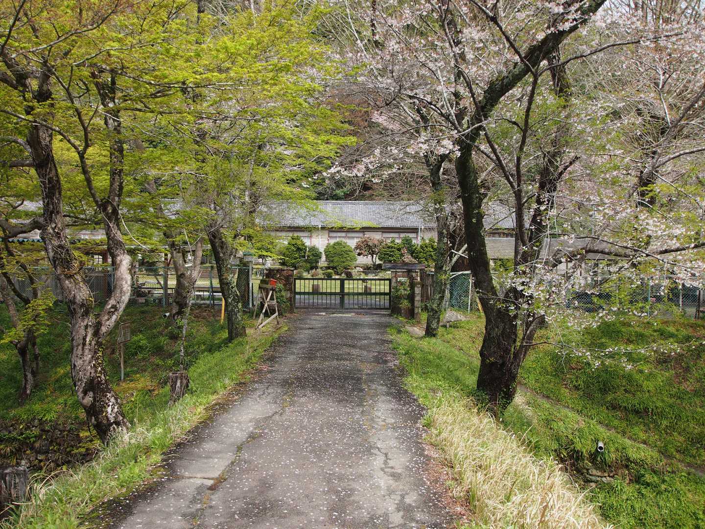 旧鳳来寺高校
青もみじと桜