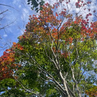 🍁