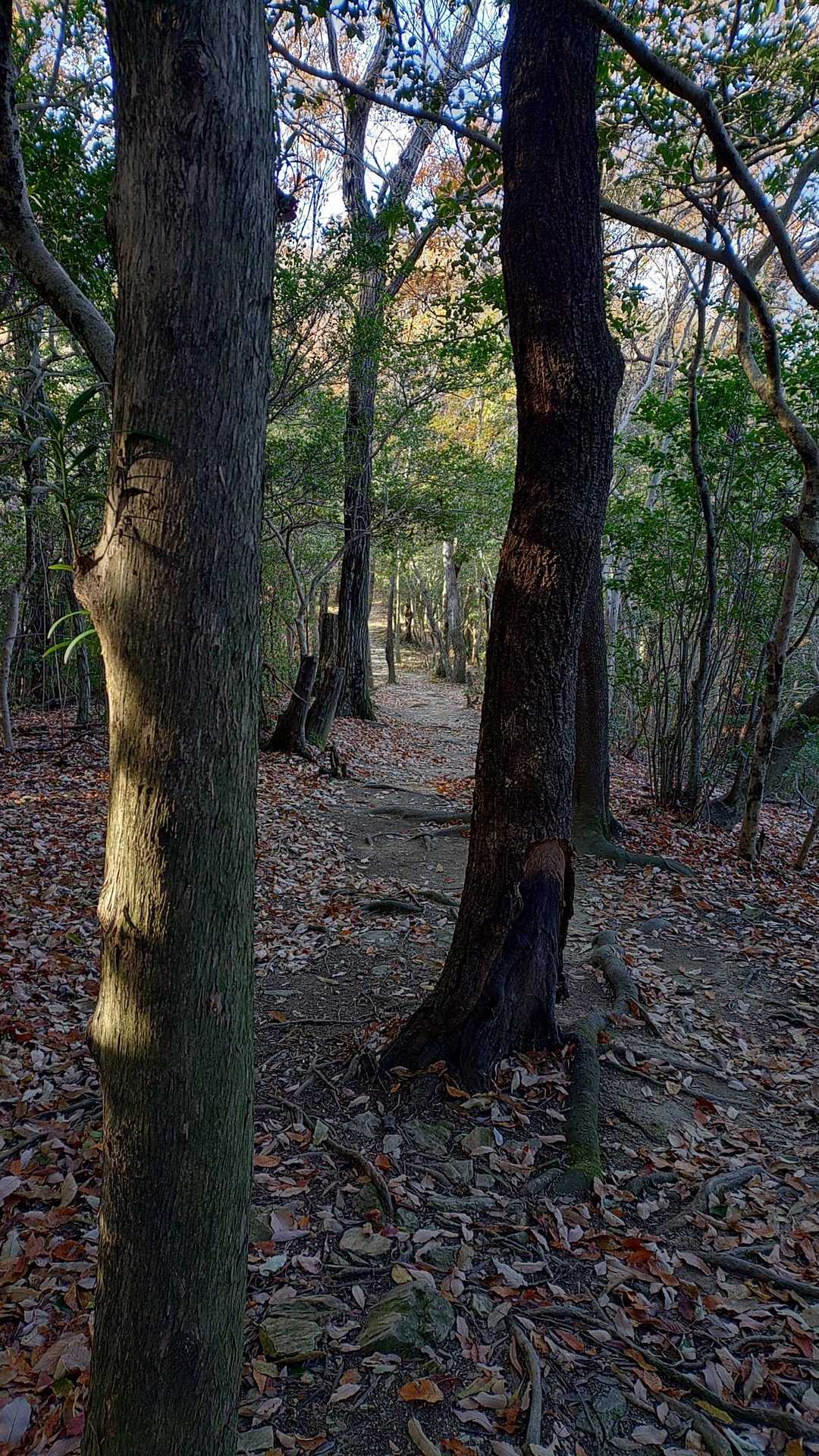 踏み固められた道