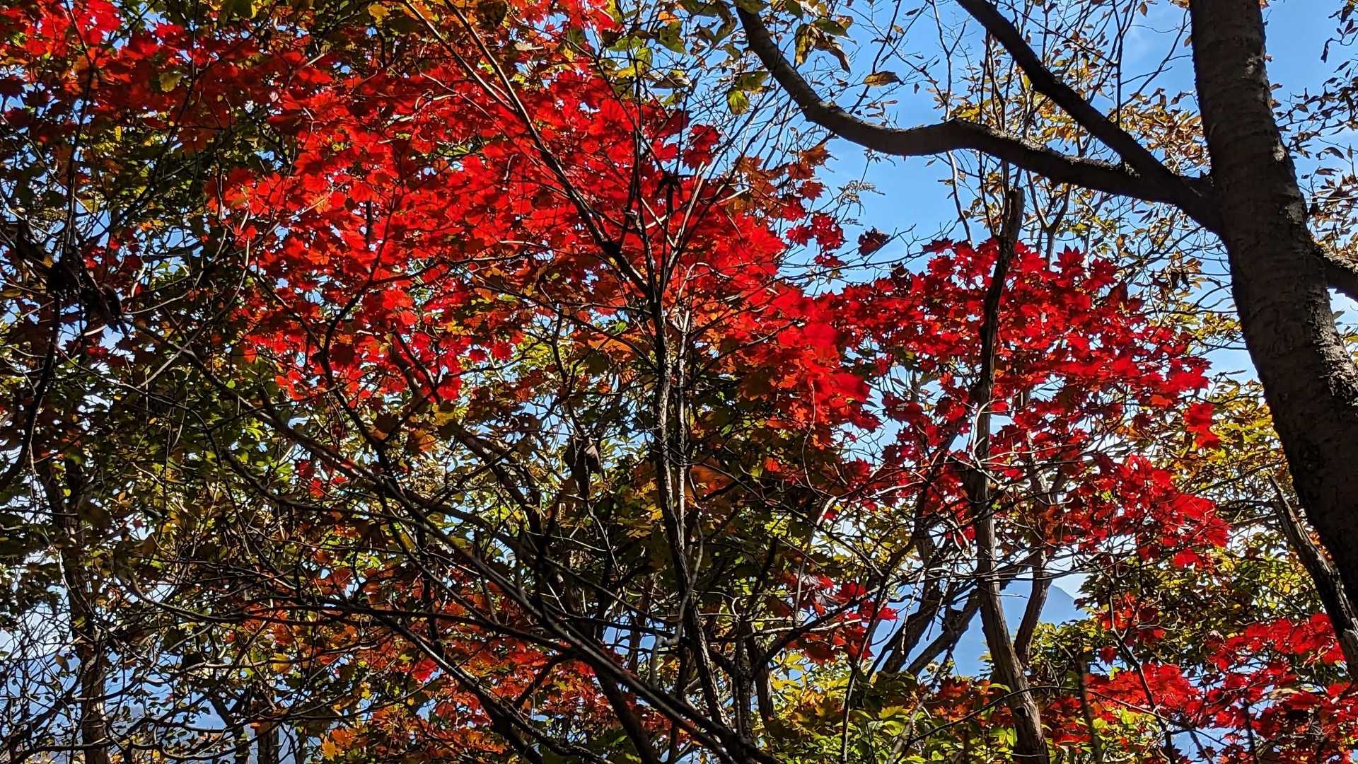 一本だけお見事な紅葉が🍁