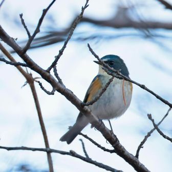 お！出た！ルリビタキ！
この辺りで出逢えると思っていたんだよ☺️
でも、枝が邪魔！😓