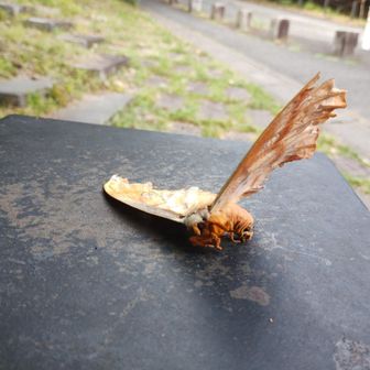 大きくて綺麗な蛾蝶🦋