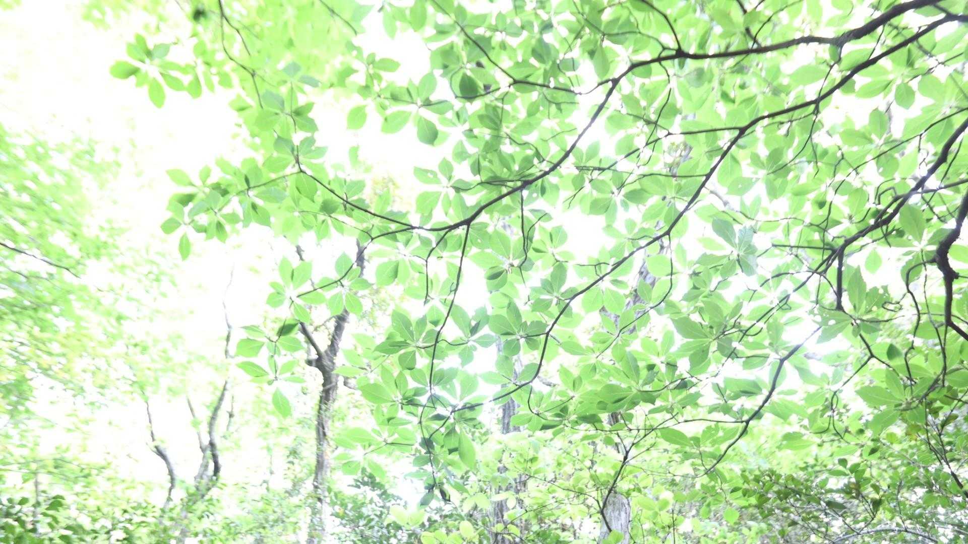 馬着山登り口-馬着山-五本松公園入口 周回コースの写真