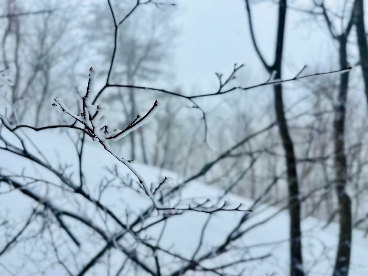 霧氷