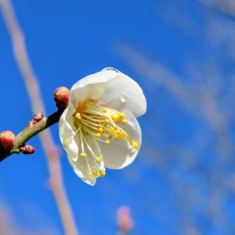 なんと、白梅が咲き始めていました！
筑波山の南側って気候が温暖なのでしょうか？