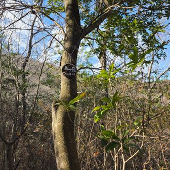 軽くご挨拶状態で馬が嶺