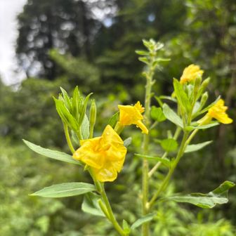 メマツヨイグサ🌼
雨に濡れて、花びらがぺたんこになってる。