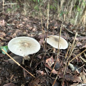 きのこ🍄‍🟫　その2    名前はわかりません…🤣