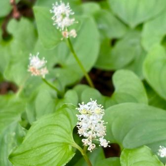 マイヅルソウ群生
葉の形が鶴
赤い実は美味しいらしい