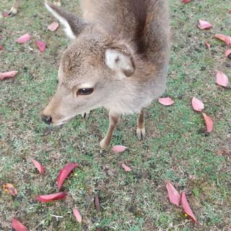 鹿太郎🦌