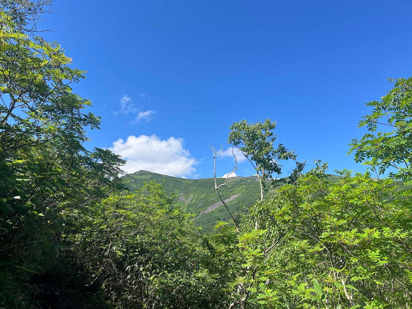 トムラウシ短縮コース登山口-前トム平-トムラウシ山 往復コースの写真