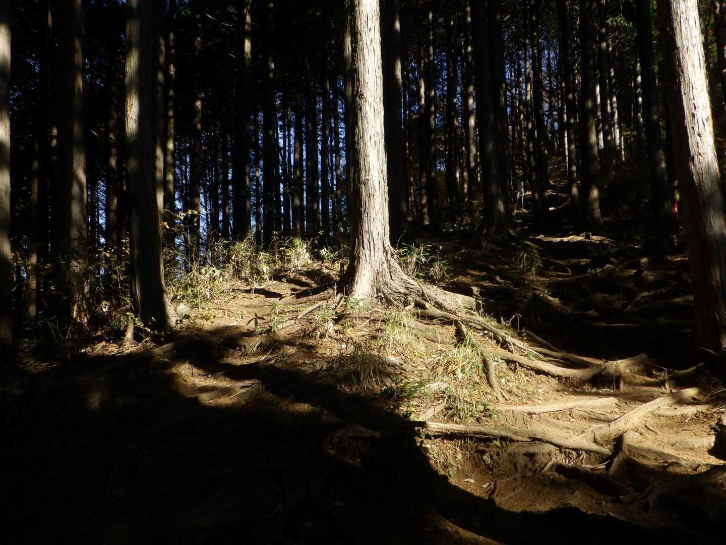 堂所山方向に登ります。YAMAPコースから外れたことに気づかずに・・・