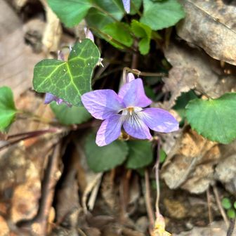 たくさんのスミレが出迎えてくれました