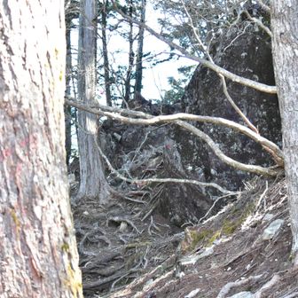 正解ルート
よく見るとピンクテープがあります