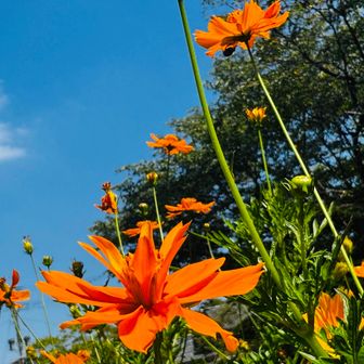 夏空にキバナコスモス。