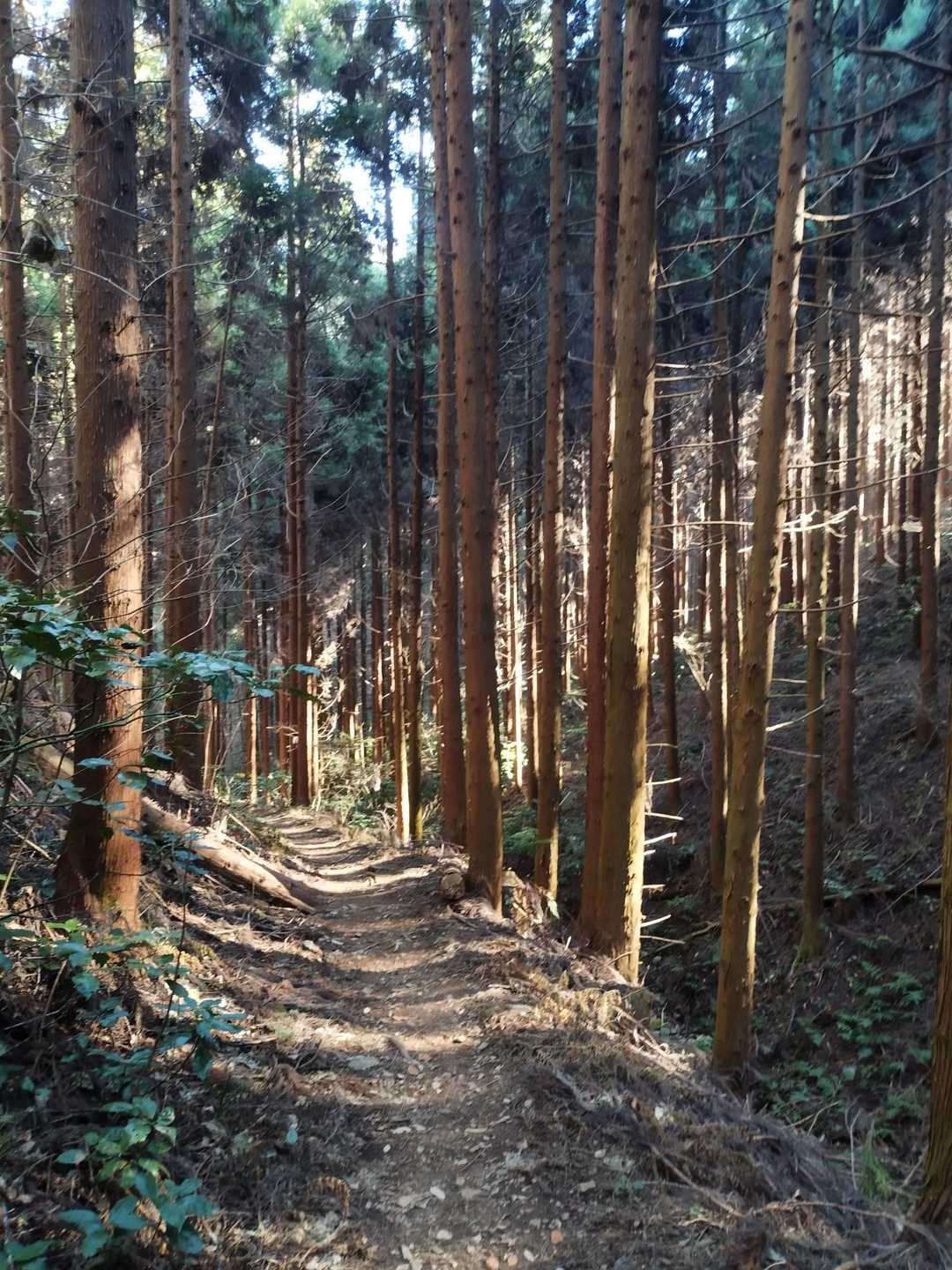 大川戸登山口-大川戸鉱泉跡-雨巻山 往復コースの写真