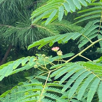 ネムノキの花が咲き出したね