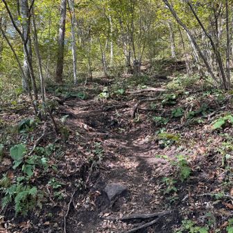 よく踏まれた登山道
