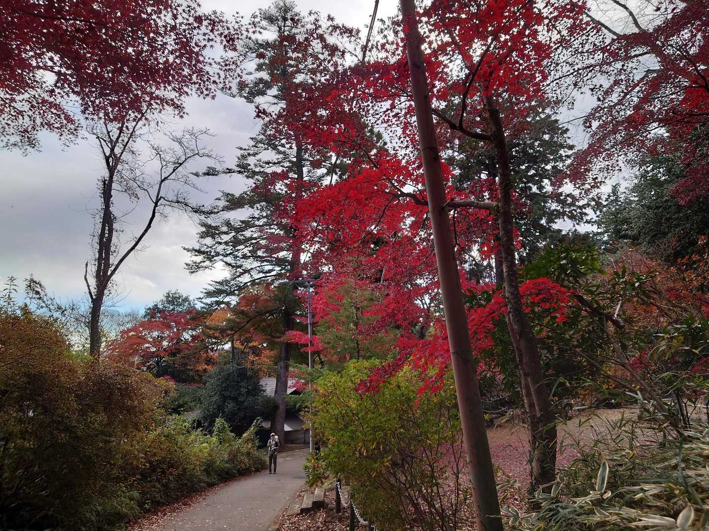 天覧山-多峯主山登山口-大黒山-多峯主山登山口-竈門山登山 周回コースの写真