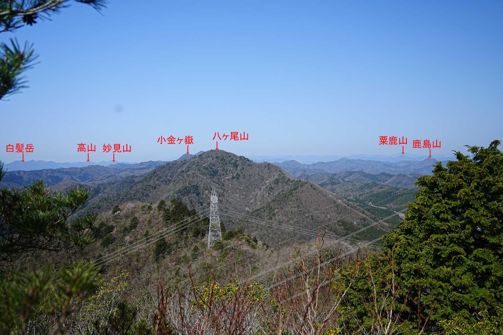 ヒカゲツツジの名所。八ヶ尾山。