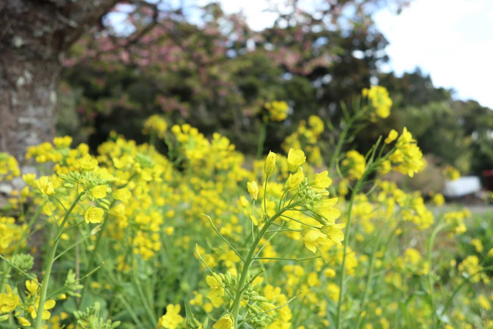 街道沿いの菜の花