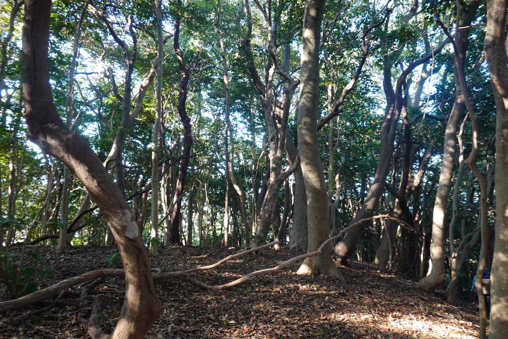 静かな樹林帯