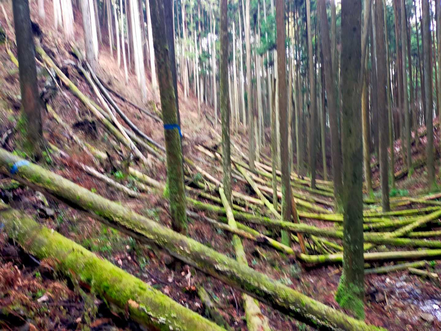 振り返って
通ってきたところを見る
ブルーテープあり