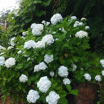 色とりどりの紫陽花が咲いてます。
白い紫陽花も綺麗です。