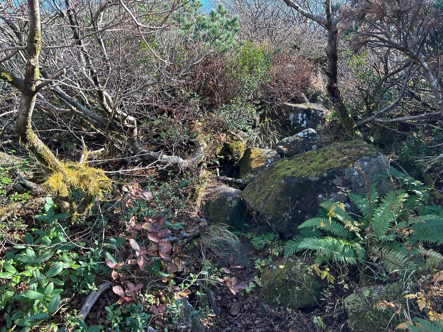 岩場