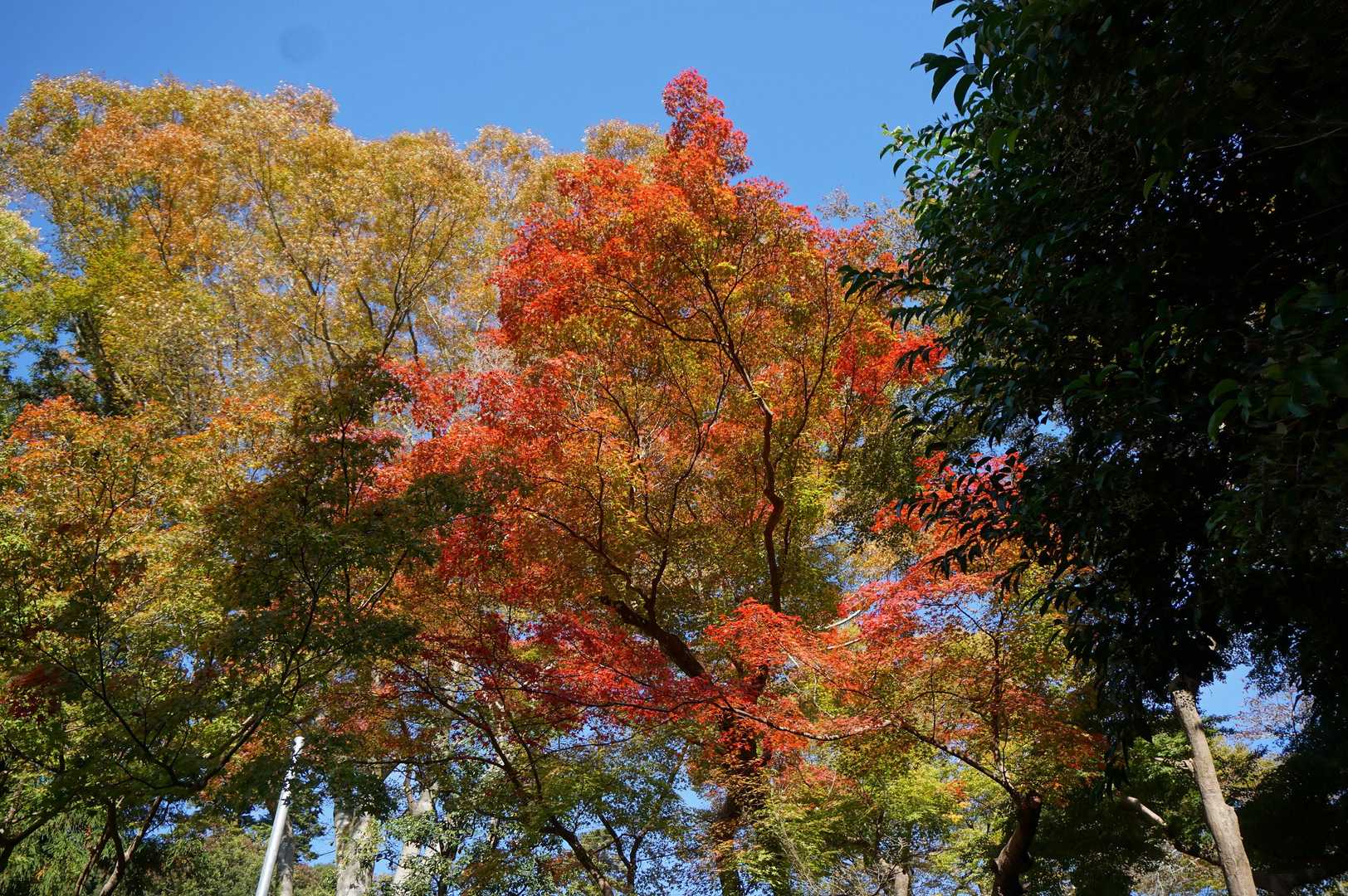 外院バス停-最勝ヶ峰-石子詰登山口-阪急箕面駅 縦走コースの写真