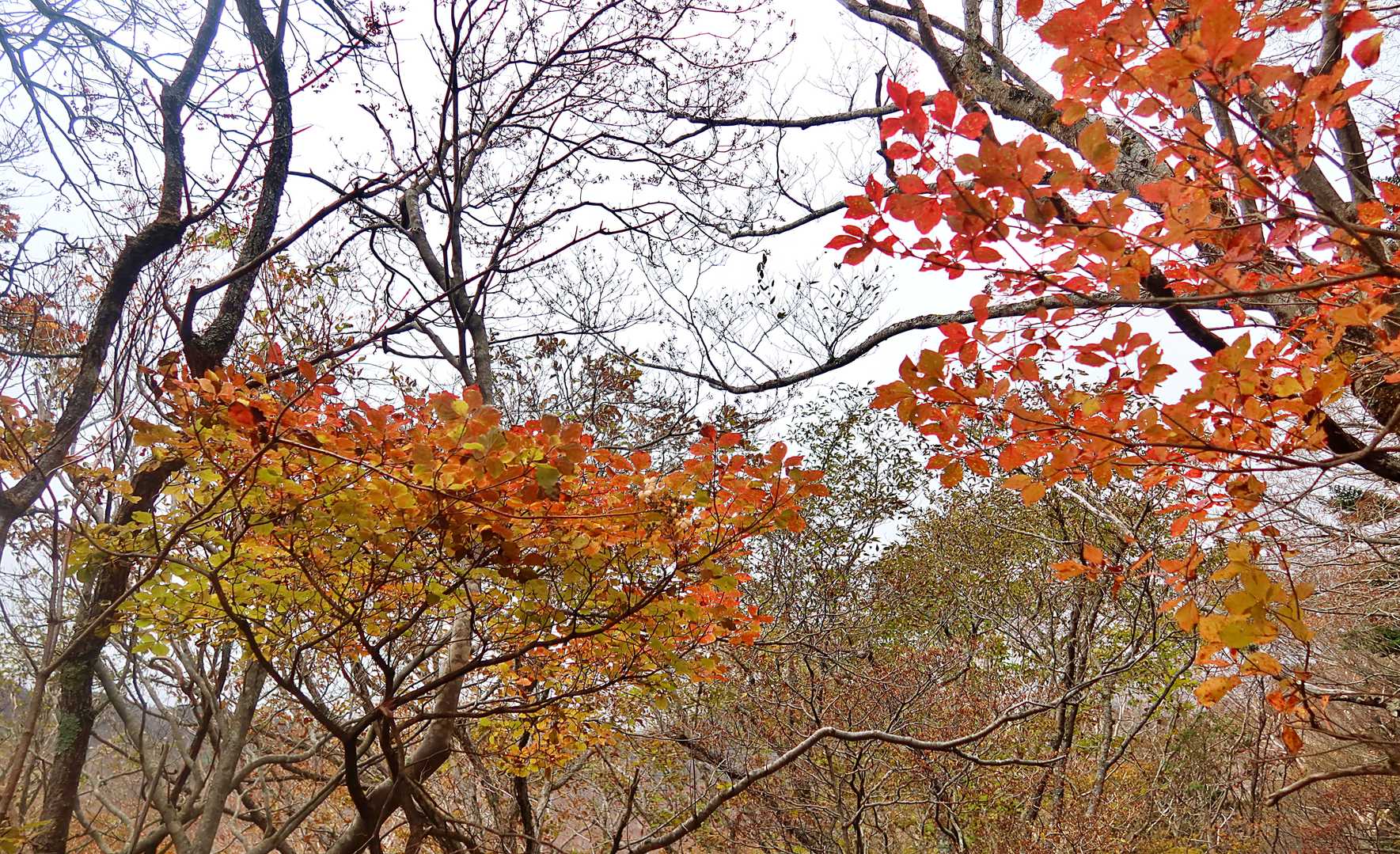晩秋の紅葉・・・
まだありますよ～！🍂🍁
