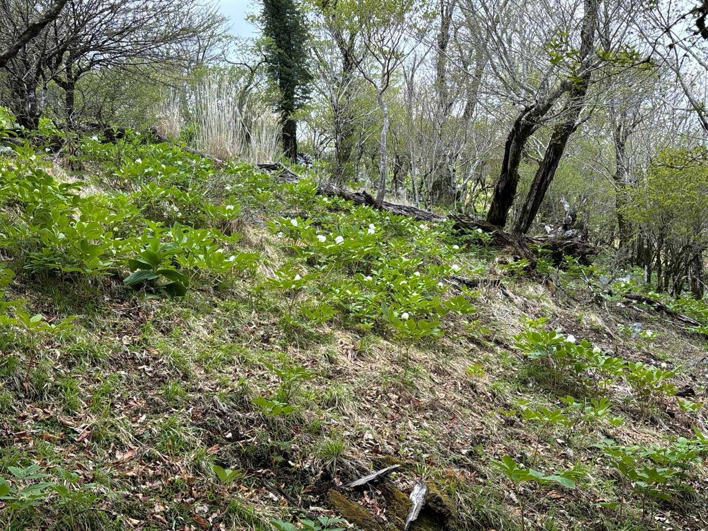 山芍薬群生
