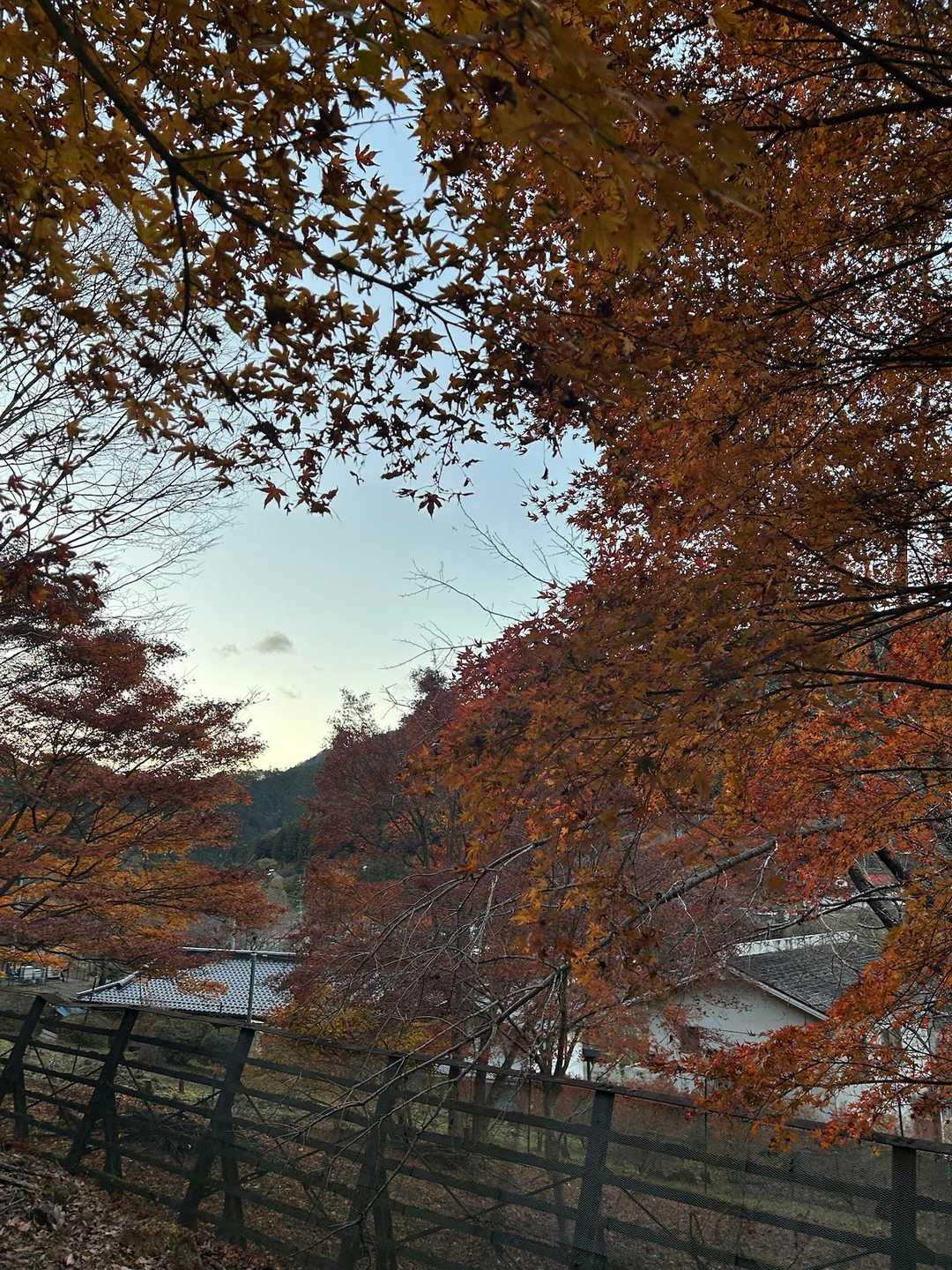 　　　　　　　オレンジ色🍁